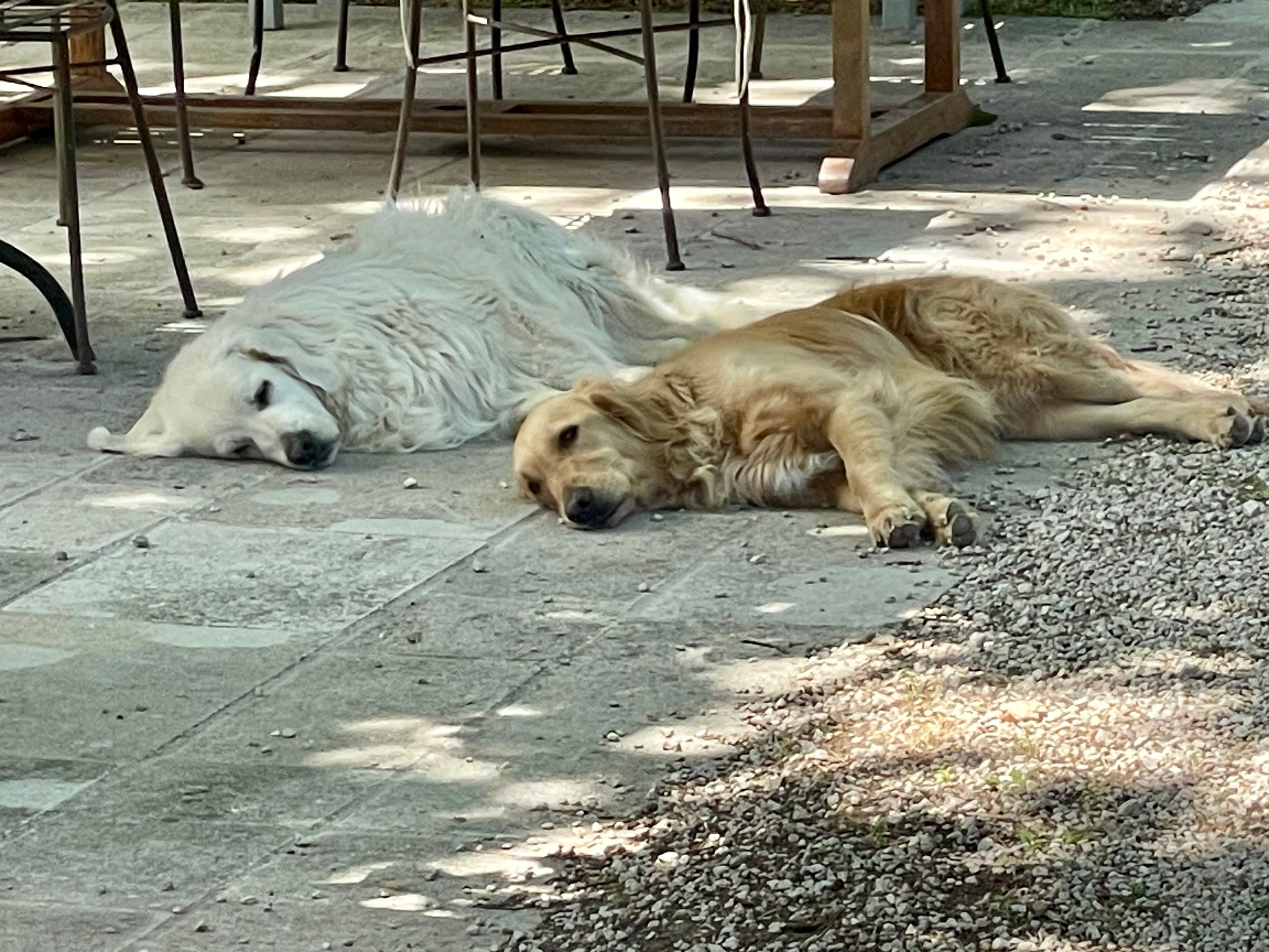 Gili