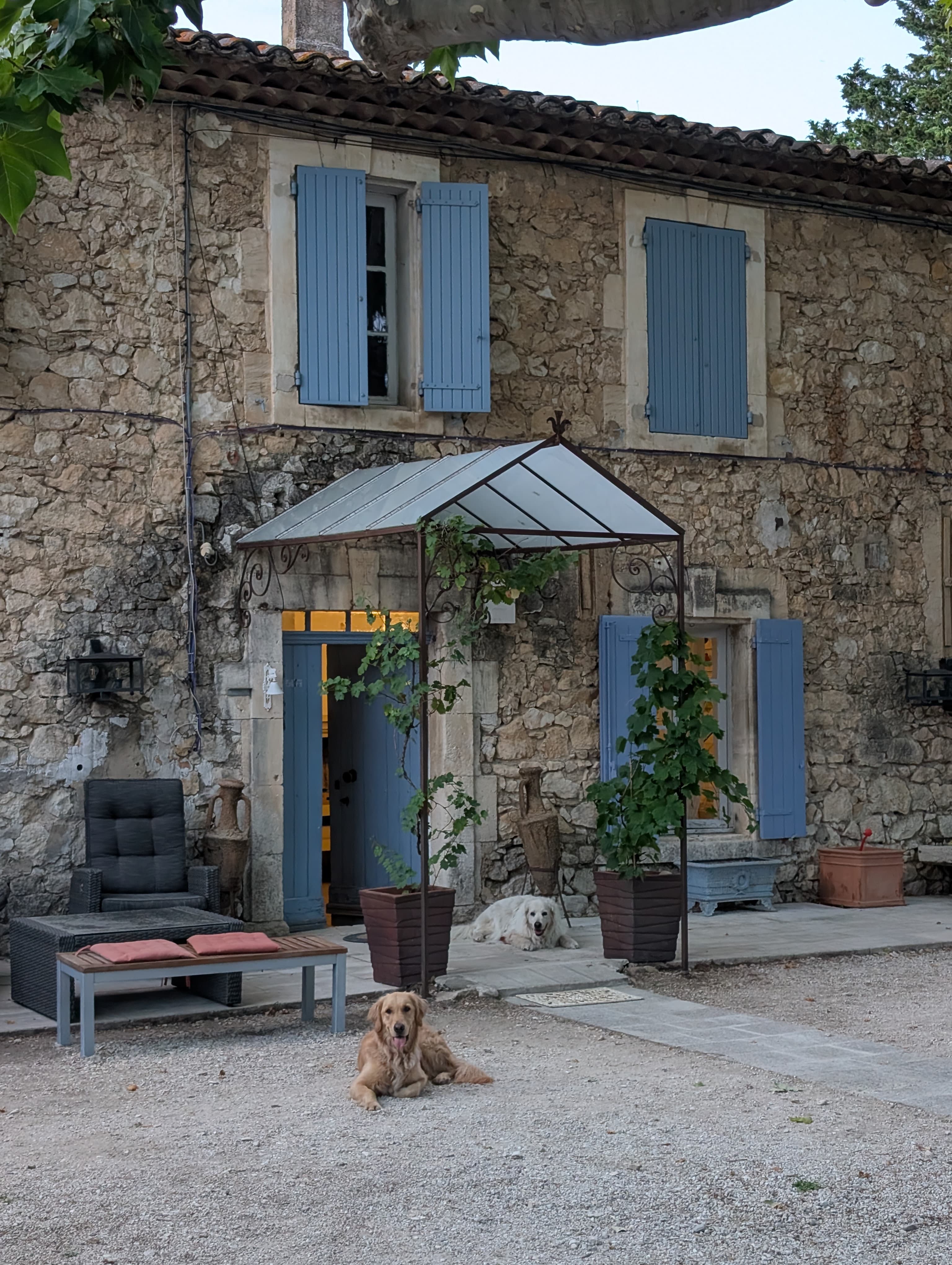 Nos chiens