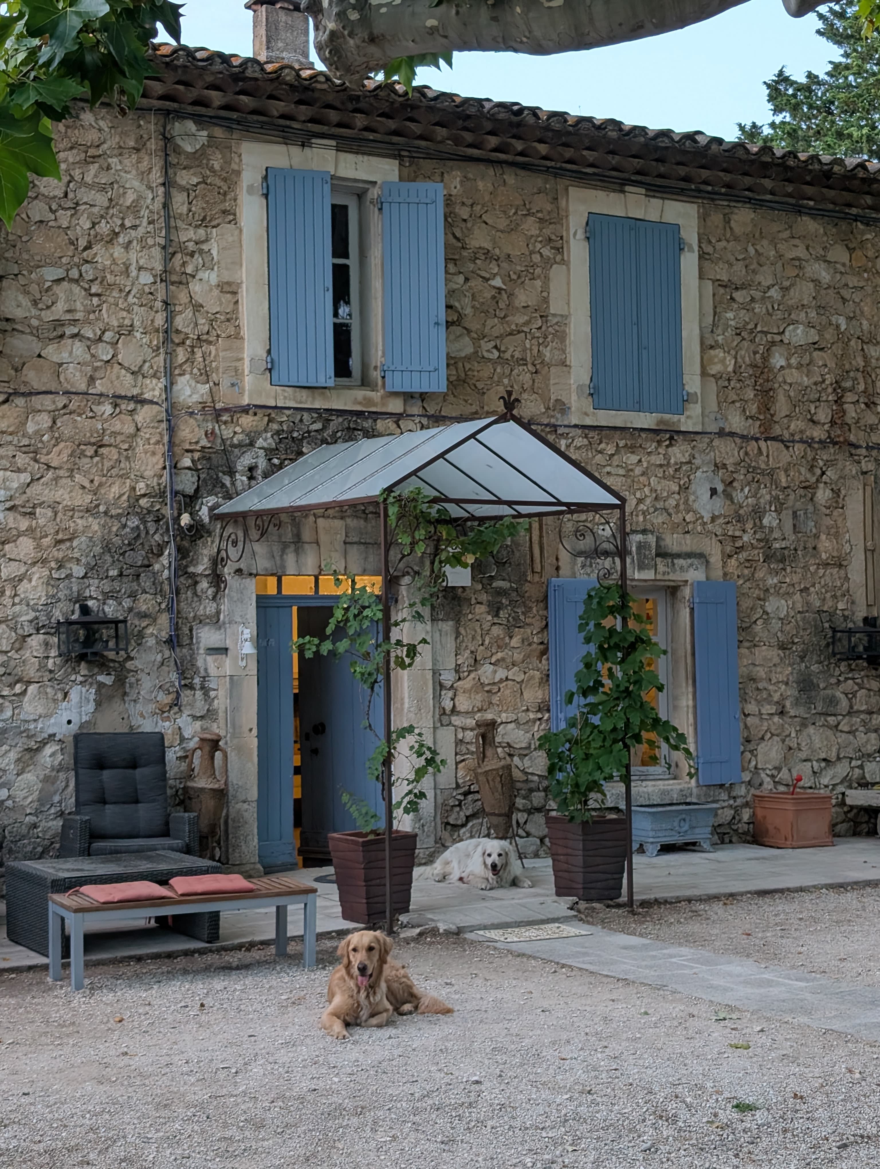 Nos chiens au mas